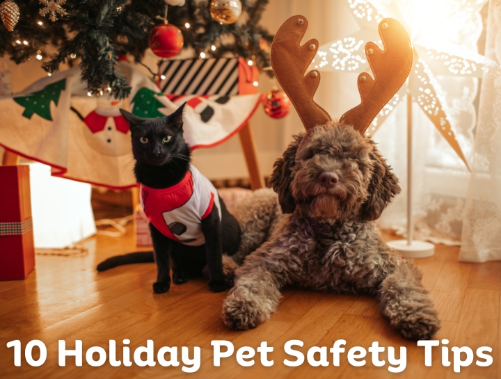 Ten Holiday Pet Safety Tips