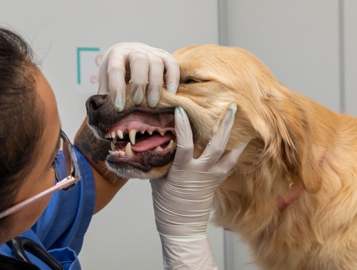 Mechanicsburg Pet Dentist