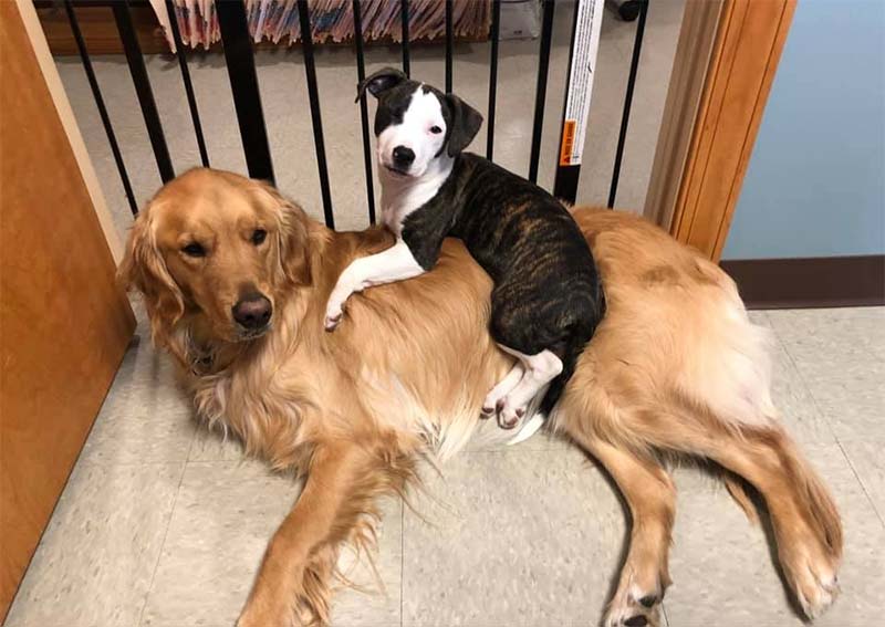 Carousel Slide 2: Dog Veterinary Care - Mechanicsburg PA
